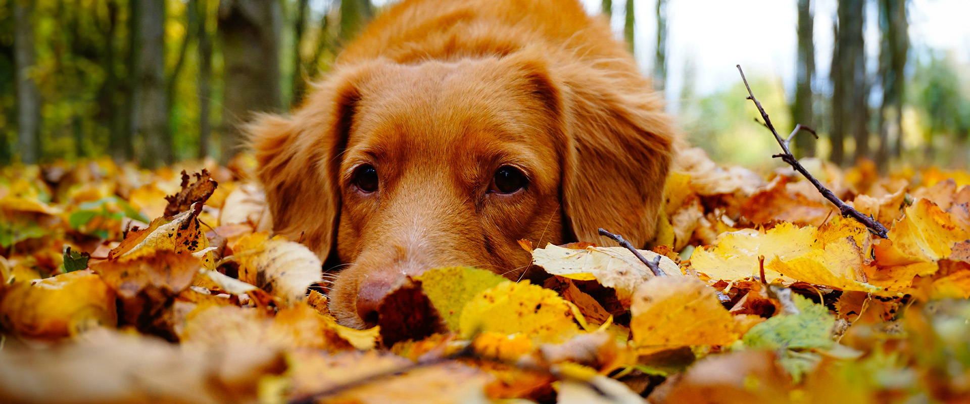 seppelwirt wetter hund herbst